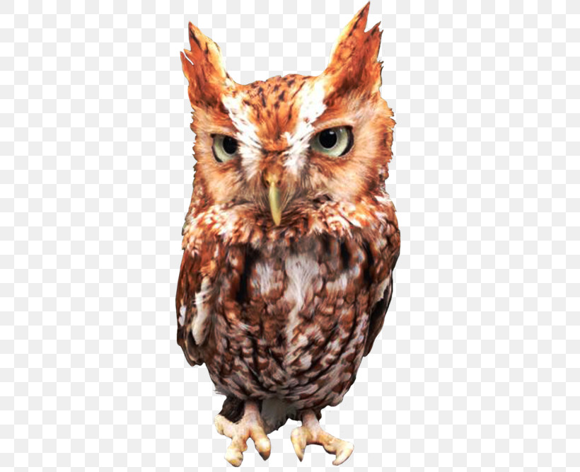 Owl Bird Eastern Screech Owl Bird Of Prey Screech Owl, PNG, 500x667px, Owl, Beak, Bird, Bird Of Prey, Eastern Screech Owl Download Free