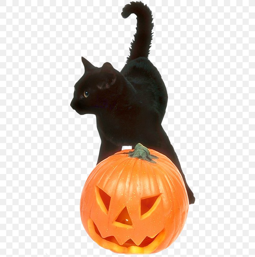 Whiskers Jack-o'-lantern Winter Squash Cat Cucurbita, PNG, 537x827px, Whiskers, Black Cat, Calabaza, Carnivoran, Carving Download Free