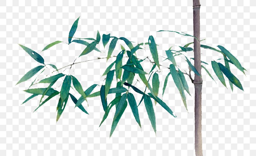 Bamboo Green Bamboe Computer File, PNG, 776x500px, Bamboo, Bamboe, Branch, Chimonobambusa Quadrangularis, Designer Download Free