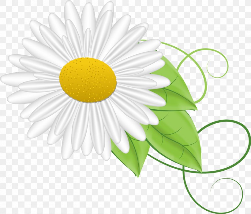 Chamomile YouTube Matricaria, PNG, 1200x1027px, Chamomile, Animation, Author, Cut Flowers, Daisy Download Free