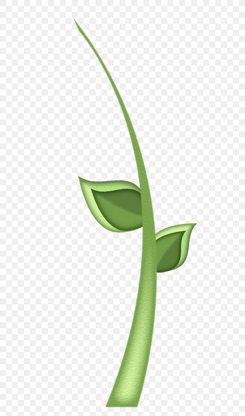 Clip Art Leaf Illustration Image, PNG, 580x1394px, Leaf, Arum Family, Botany, Branch, Drawing Download Free
