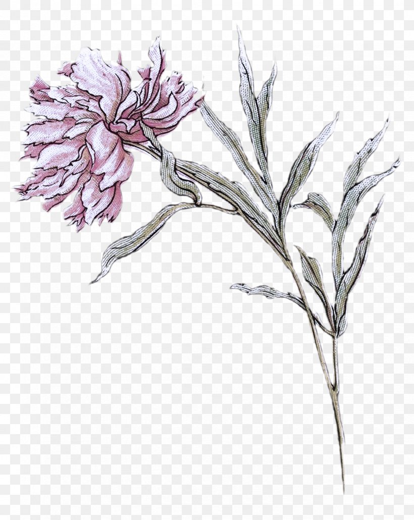 Flower Plant Pedicel Pink Family Drawing, PNG, 1226x1541px, Flower, Dianthus, Drawing, Pedicel, Pink Family Download Free