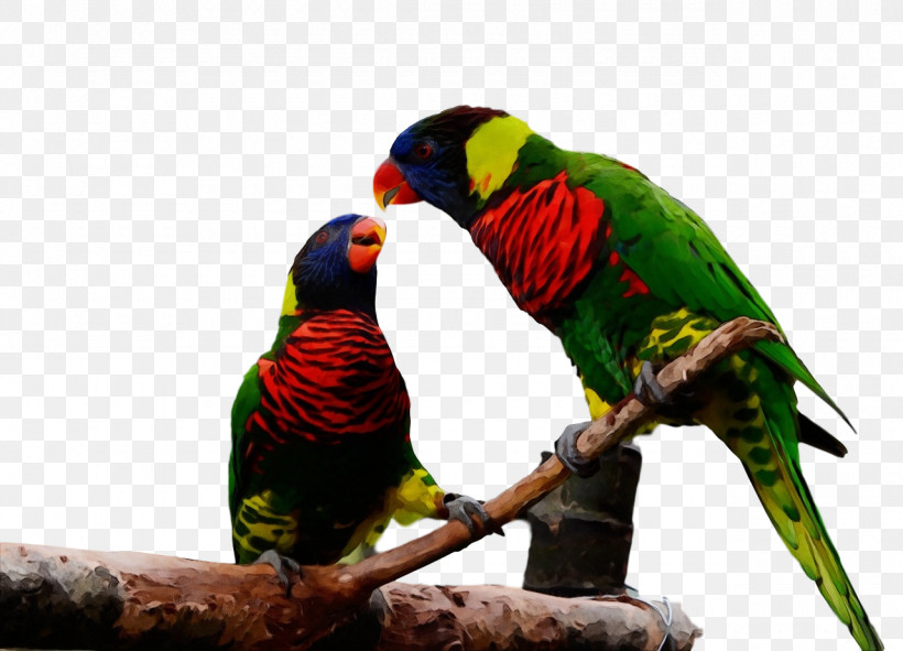 Loriini Rainbow Lorikeet Macaw Parakeet Beak, PNG, 1280x924px, Watercolor, Beak, Loriini, Macaw, Paint Download Free