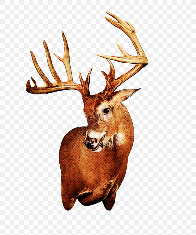 Reindeer, PNG, 1000x1200px, Reindeer, Antler, Deer, Elk, Horn Download Free