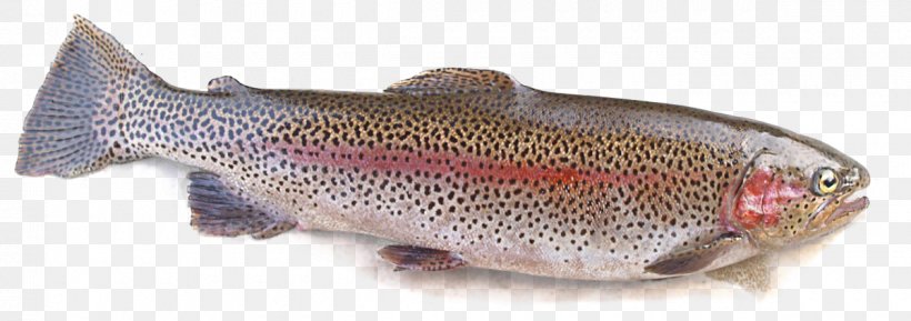 Salmon Cutthroat Trout Rainbow Trout Fishing, PNG, 1200x424px, Salmon, Animal, Animal Figure, Artificial Fly, Bony Fish Download Free