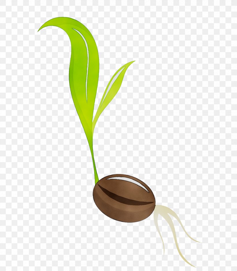 Clip Art Germination Vector Graphics Illustration Seed, PNG, 1652x1886px, Germination, Botany, Flower, Flowerpot, Grass Download Free