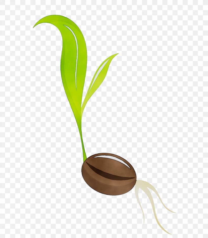 seed germination clip art