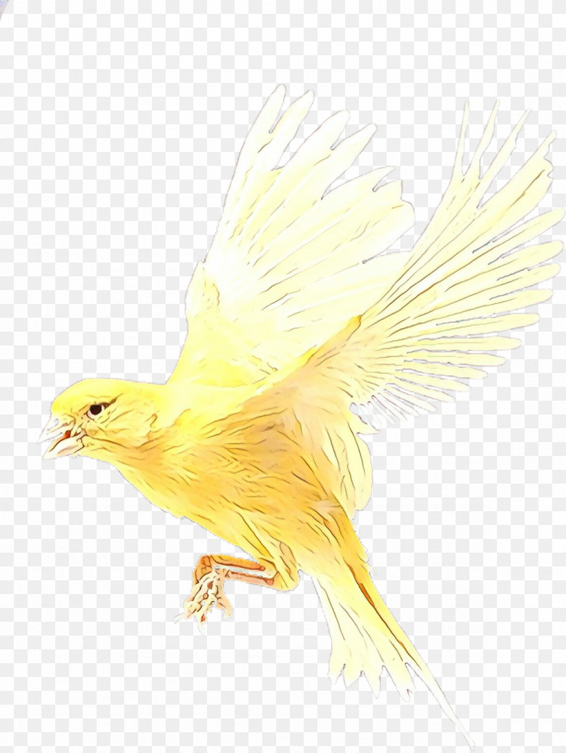 Feather, PNG, 1178x1566px, Bird, Atlantic Canary, Beak, Canary, Feather Download Free