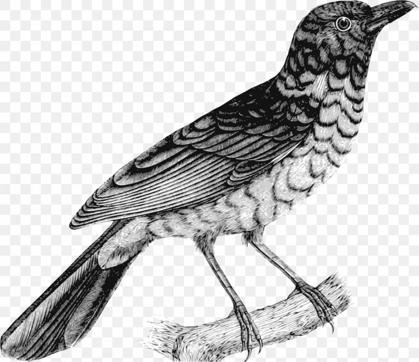 Finches Drawing Clip Art, PNG, 1280x1106px, Finches, American Robin, Artwork, Beak, Bird Download Free