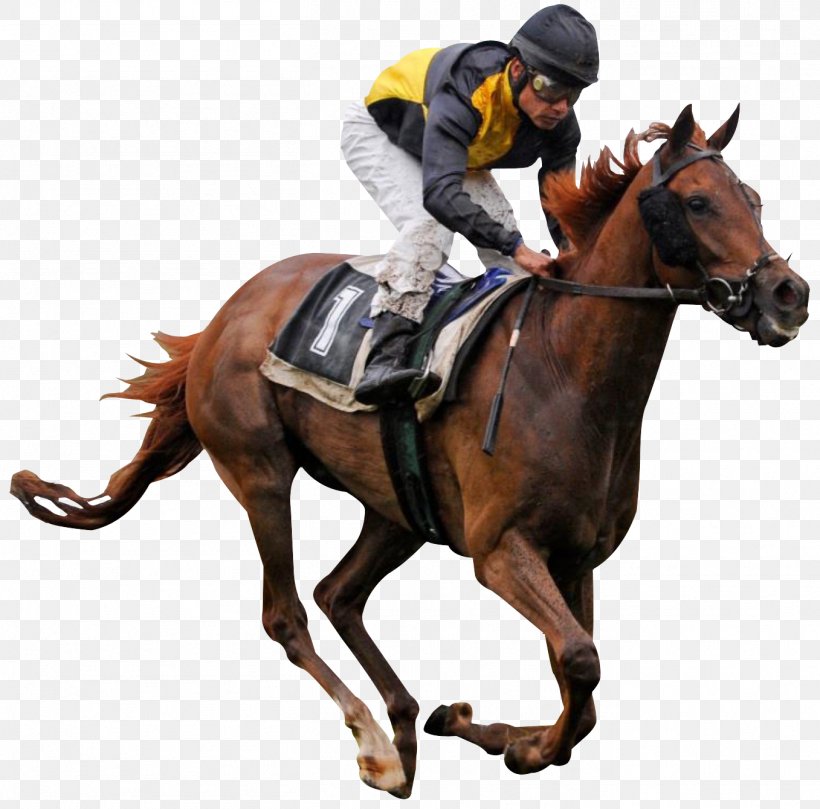 Thoroughbred Horse Racing Jockey, PNG, 1357x1340px, Thoroughbred, Animal Sports, Bit, Bridle, English Riding Download Free