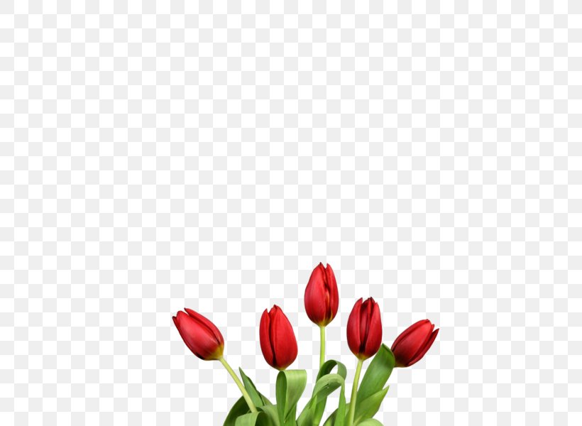 Tulip Flower Bouquet Red Clip Art, PNG, 600x600px, Tulip, Bud, Cut Flowers, Floral Design, Flower Download Free