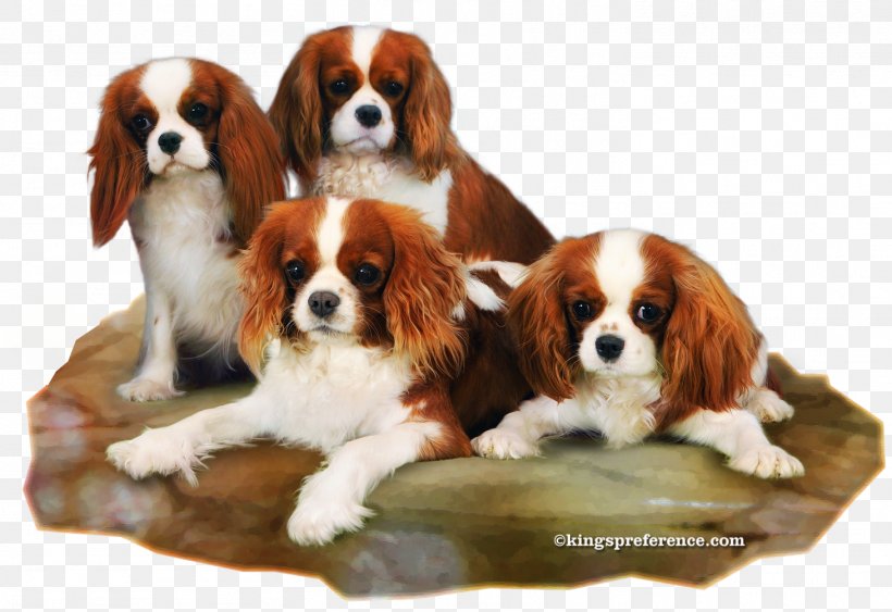 Cavalier King Charles Spaniel Puppy Dog Breed Companion Dog, PNG, 1461x1004px, King Charles Spaniel, Breed, Carnivoran, Cavalier King Charles Spaniel, Companion Dog Download Free