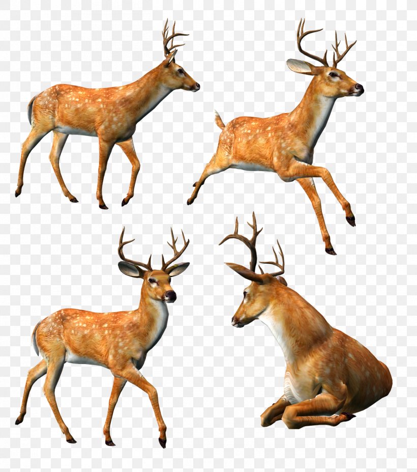 Elk Reindeer Moose Stoat, PNG, 1414x1600px, Elk, Anatidae, Animal, Antelope, Antler Download Free