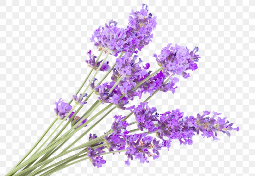 English Lavender Photography Getty Images Flower, PNG, 926x642px, English Lavender, Cut Flowers, Flower, Flowering Plant, Getty Images Download Free