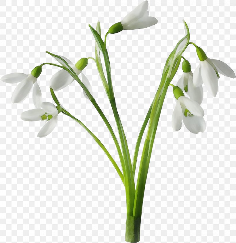 Flower Flowering Plant Galanthus Snowdrop Plant, PNG, 1241x1280px, Watercolor, Cut Flowers, Flower, Flowering Plant, Galanthus Download Free