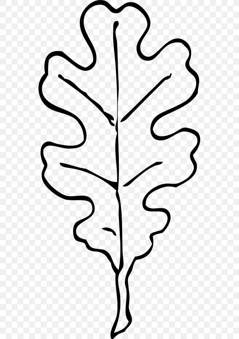 Leaf White Oak Swamp Spanish Oak Quercus Velutina Clip Art, PNG, 555x1159px, Leaf, Acorn, Autumn, Autumn Leaf Color, Black And White Download Free