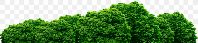 Image Psd Clip Art, PNG, 1828x402px, Tree, Biome, Conifer, Evergreen, Forest Download Free