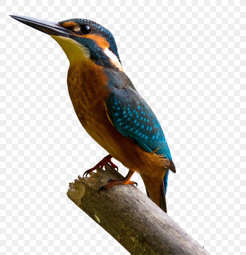 Common Kingfisher Painting Art, PNG, 1234x1280px, Common Kingfisher, Alcedo, Art, Artist, Beak Download Free