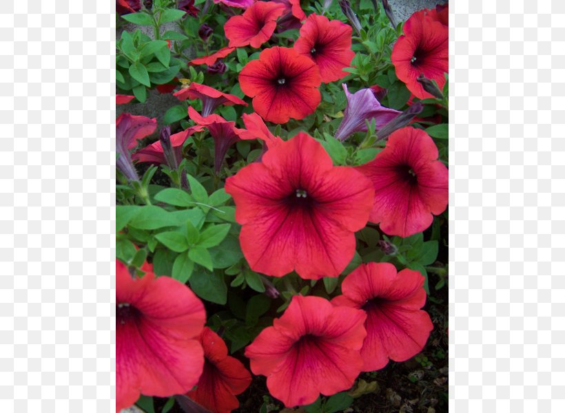 Garden Petunia Annual Plant, PNG, 600x600px, Petunia, Annual Plant, Balcony, Black, Centimeter Download Free