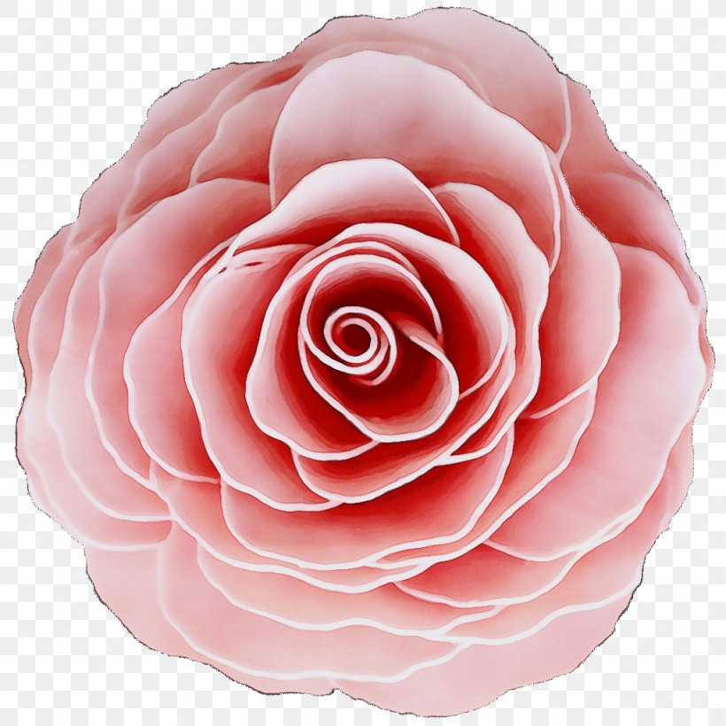 Garden Roses, PNG, 1024x1024px, Watercolor, Cabbage Rose, Camellia, Closeup, Cut Flowers Download Free