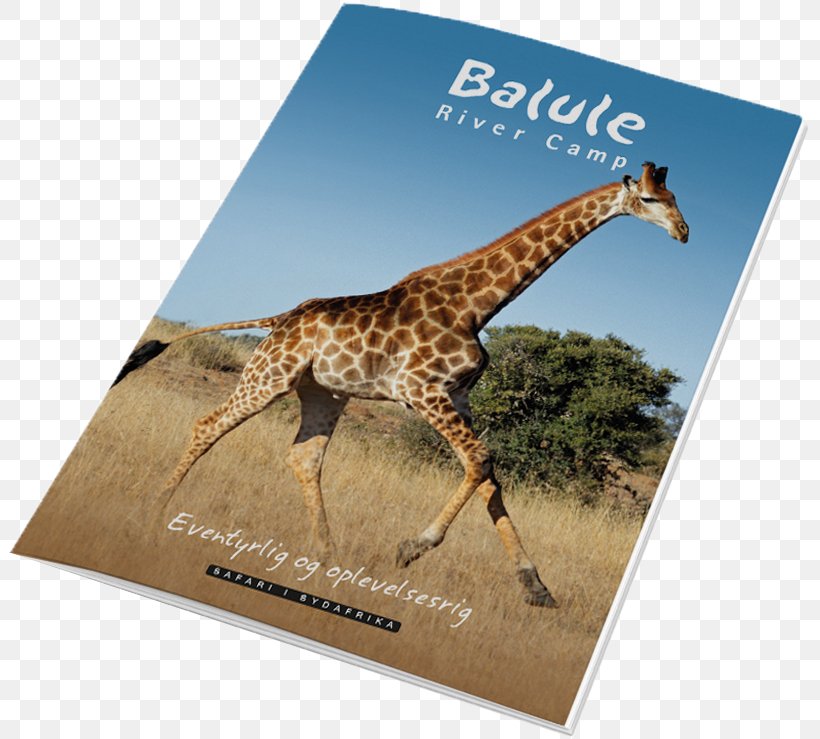 Giraffe Balule Nature Reserve Greater Kruger National Park South Africa Travel, PNG, 805x739px, Giraffe, Advertising, Catalog, Danish Wikipedia, Fauna Download Free