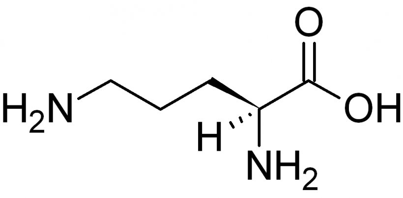 Glutamine Glutamic Acid Amino Acid Leucine Tryptophan, PNG, 1013x497px, Glutamine, Amino Acid, Area, Arginine, Asparagine Download Free