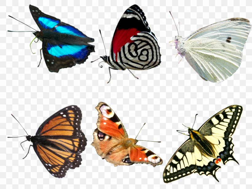 Monarch Butterfly Butterfly Net, PNG, 1032x774px, Butterfly, Animal, Arthropod, Brush Footed Butterfly, Butterflies And Moths Download Free