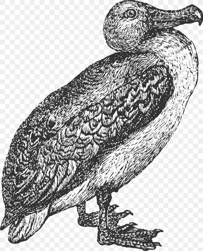 Owl Bird Albatross Beak Feather, PNG, 874x1081px, Watercolor, Cartoon, Flower, Frame, Heart Download Free