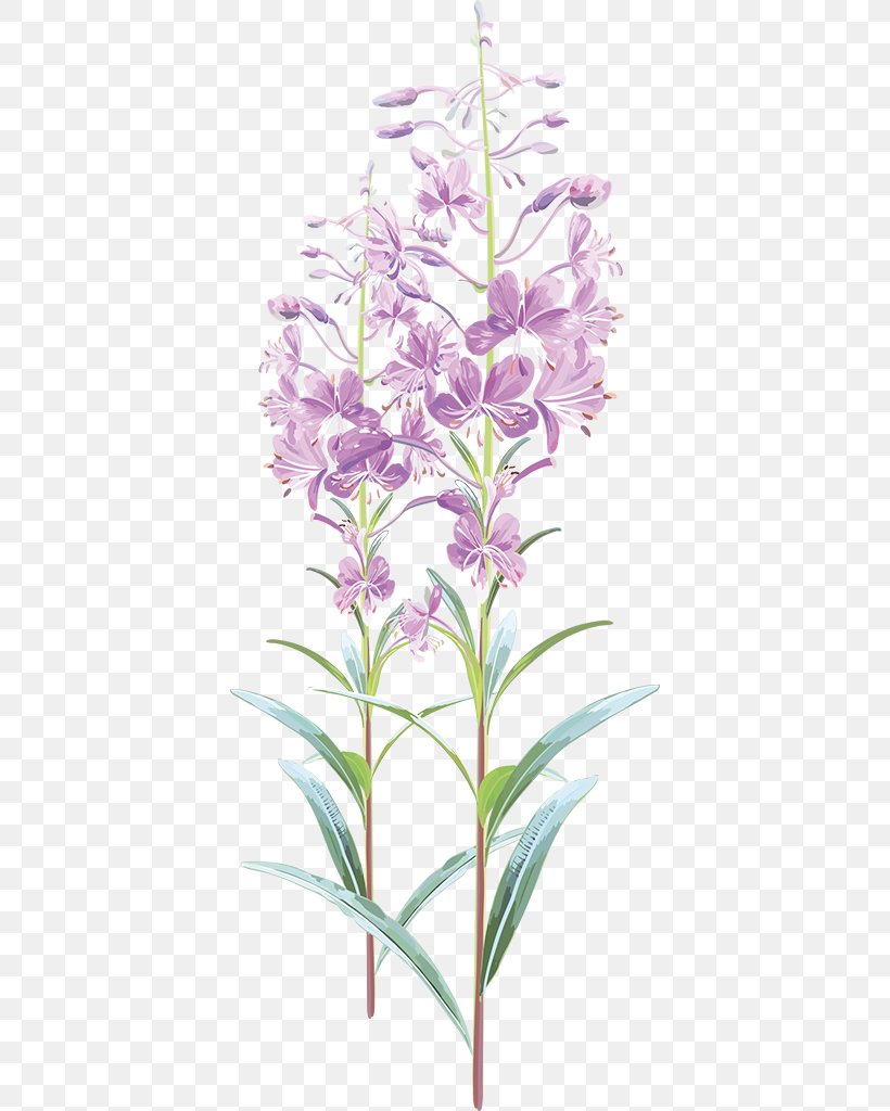 Drawing Chamaenerion Angustifolium Tea Royalty-free Illustration, PNG, 396x1024px, Drawing, Chamaenerion Angustifolium, Common Sage, Fireweed, Flower Download Free