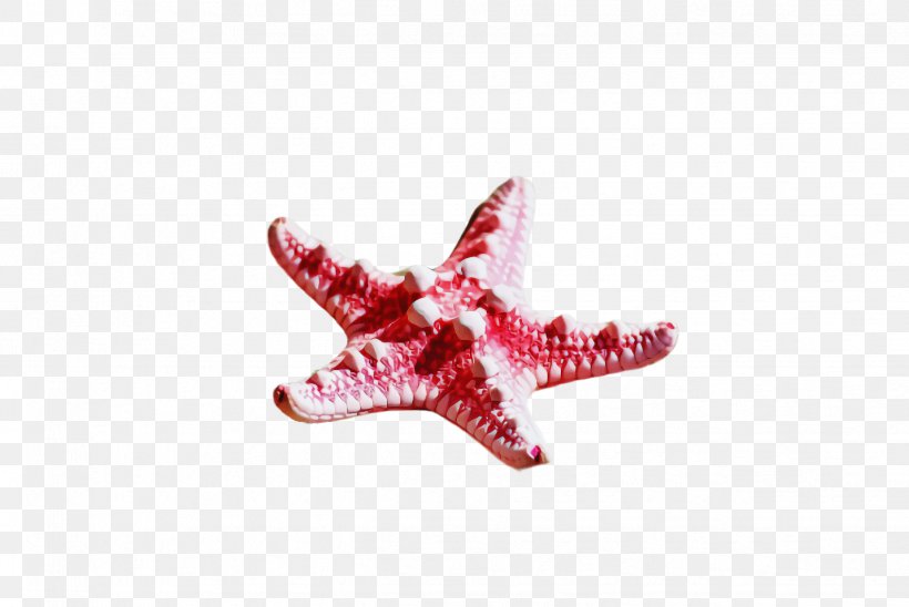 Pink Red Starfish Jewellery, PNG, 2444x1636px, Pink, Jewellery, Red, Starfish Download Free