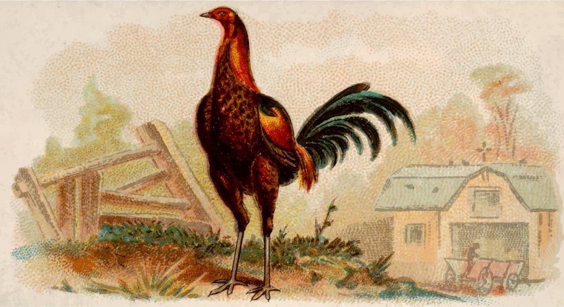 Sussex Chicken Rooster Poultry, PNG, 2400x1311px, Sussex Chicken, Art, Beak, Bird, Chicken Download Free