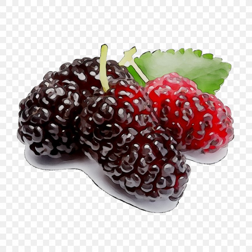 Boysenberry Black Mulberry White Mulberry Fruit Raspberry, PNG, 1089x1089px, Boysenberry, Accessory Fruit, Berries, Berry, Black Mulberry Download Free