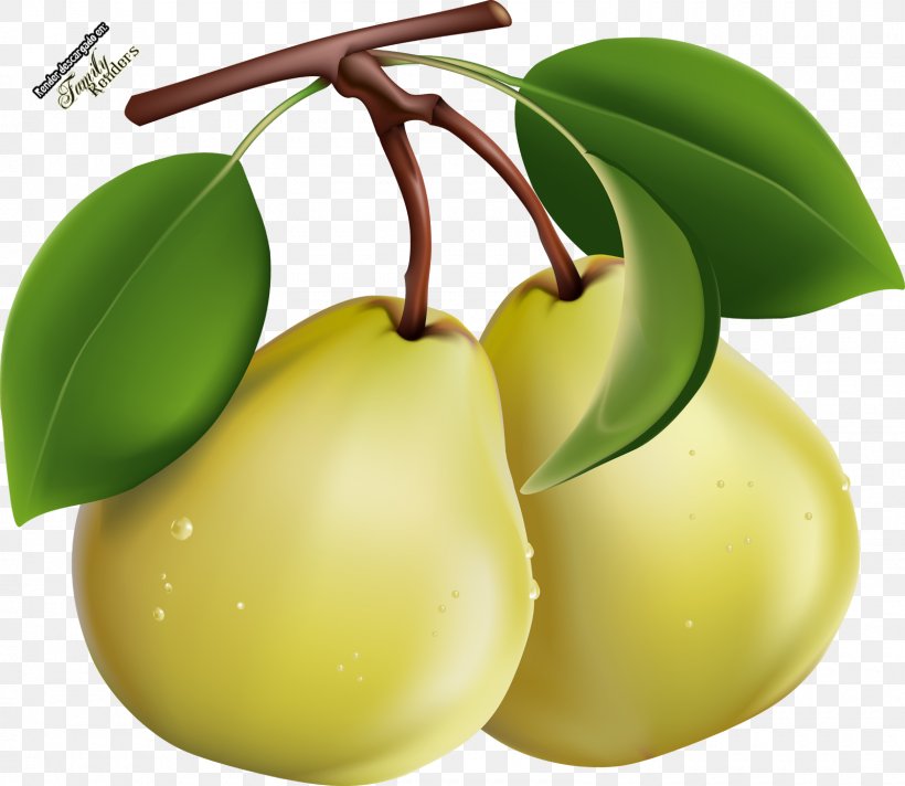 Clip Art Image Pear Openclipart, PNG, 1600x1391px, Pear, Asian Pear, Diagram, Flower, Food Download Free