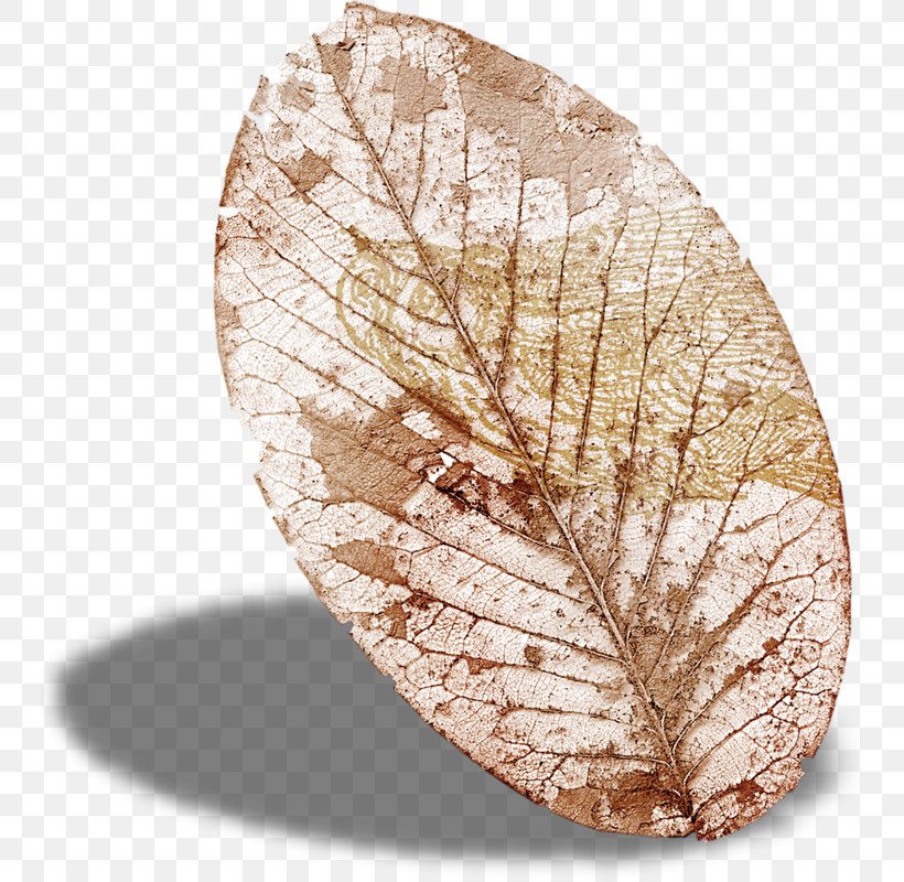 Leaf Invertebrate, PNG, 756x800px, Leaf, Invertebrate, Organism Download Free