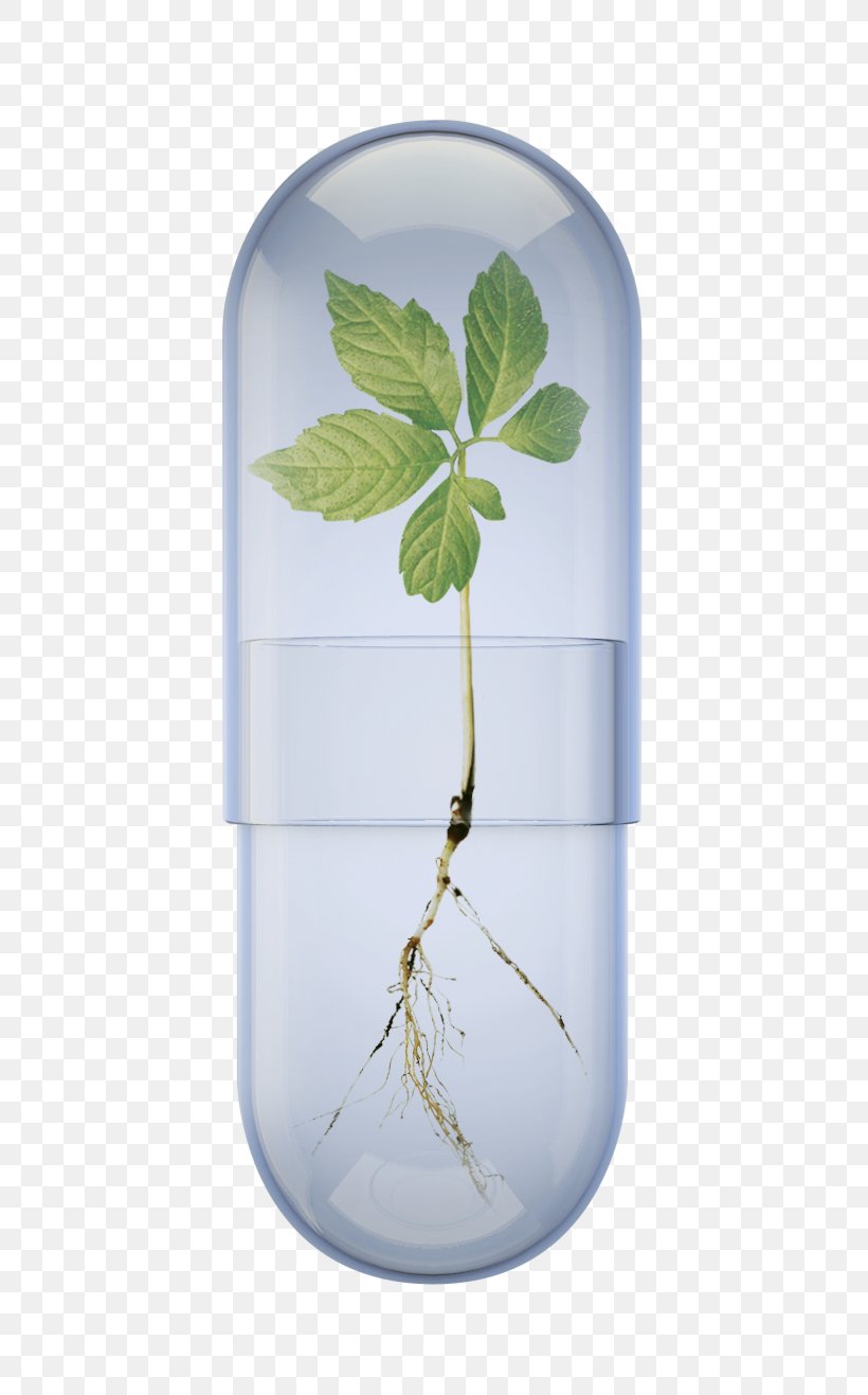 Leaf Water Tree, PNG, 678x1317px, Leaf, Flowerpot, Plant, Tree, Water Download Free
