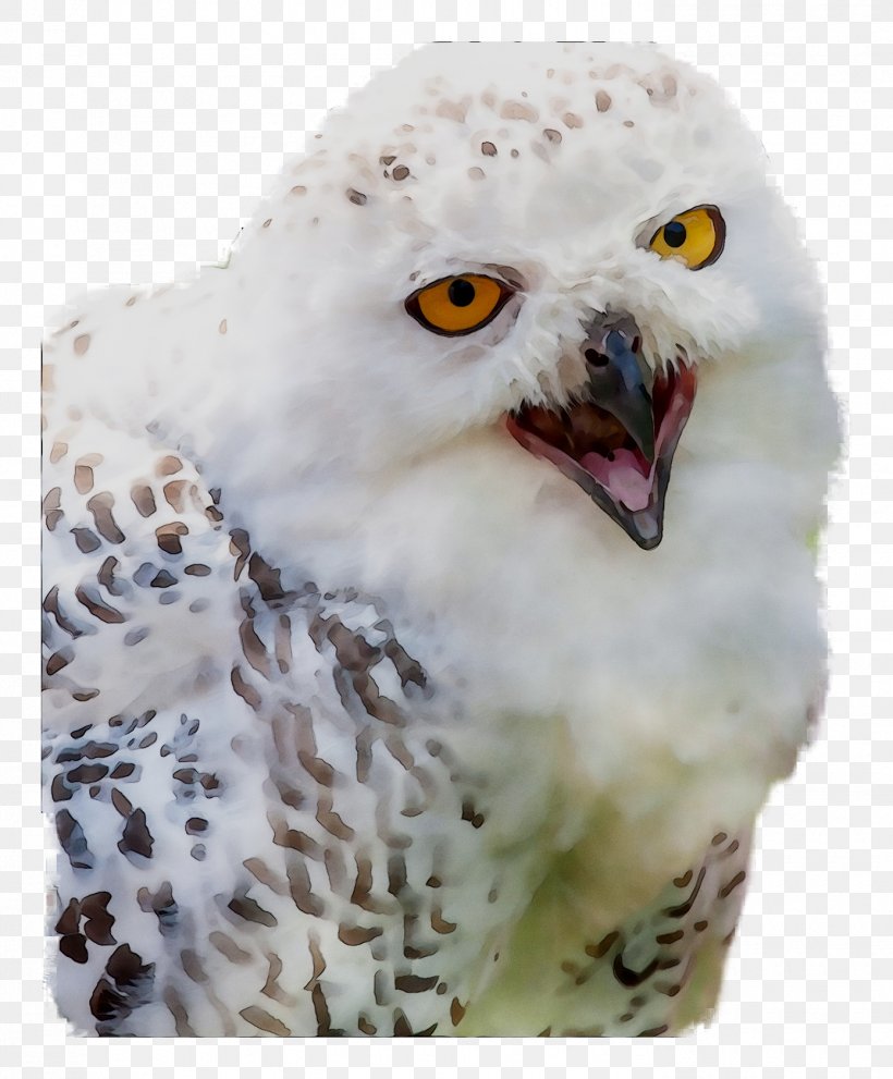 Owl Beak, PNG, 1390x1680px, Owl, Beak, Bird, Bird Of Prey, Falconiformes Download Free