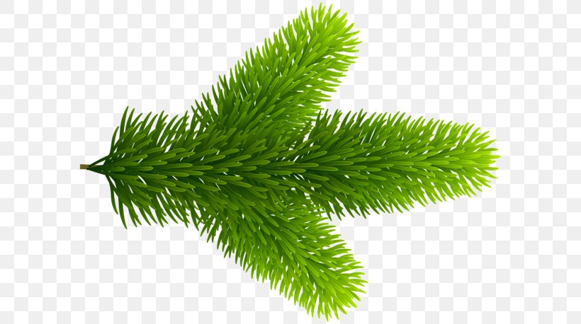 Clip Art Image JPEG Transparency, PNG, 600x458px, Pine, Branch, Christmas Day, Conifer, Evergreen Download Free