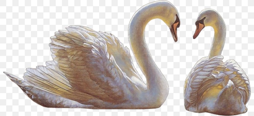 Desktop Wallpaper, PNG, 800x374px, Blog, Beak, Ducks Geese And Swans, Figurine, Keyword Tool Download Free