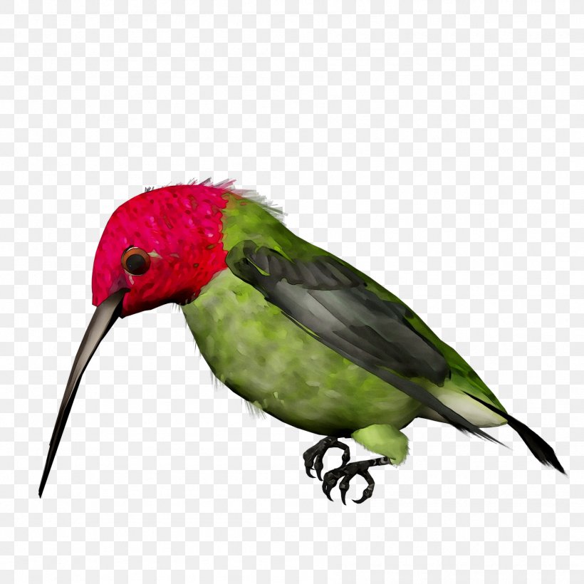 Parakeet Hummingbird Feather Beak Fauna, PNG, 1792x1792px, Parakeet, Beak, Bird, Fauna, Feather Download Free