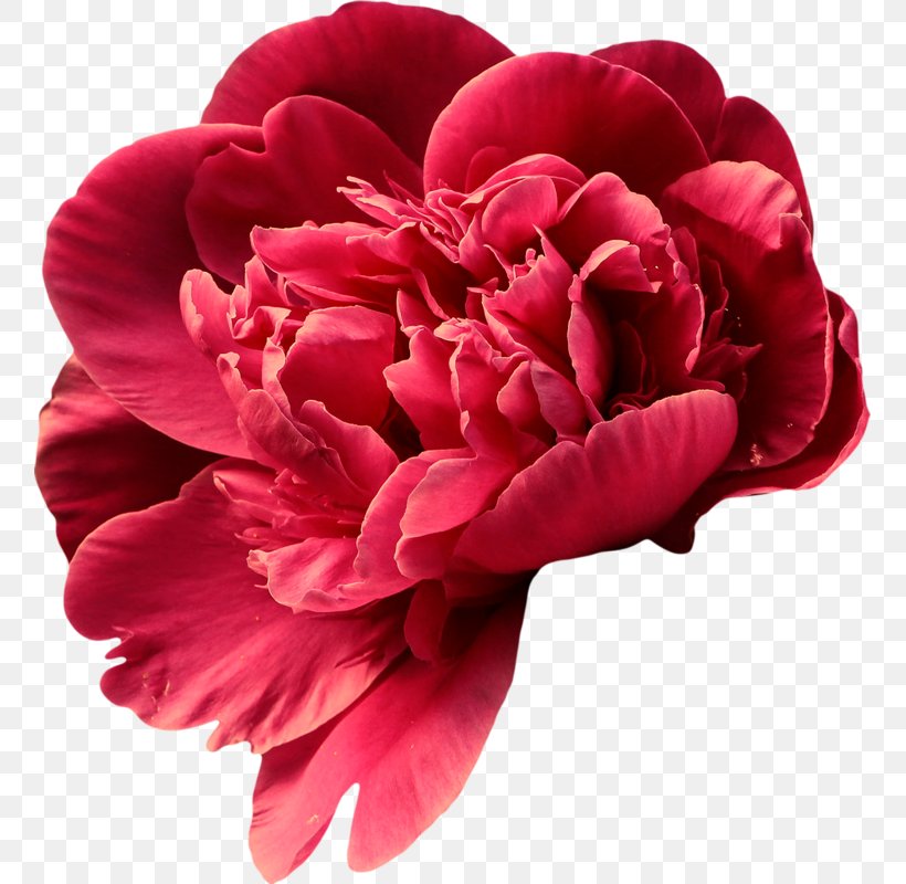 Peony Flower Paeonia Lactiflora Petal, PNG, 757x800px, Peony, Bud, Bulb, Camellia, Cut Flowers Download Free