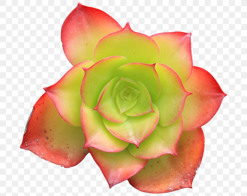 Succulent Plant Transparency Desktop Wallpaper Flower, PNG, 700x651px, Watercolor, Cartoon, Flower, Frame, Heart Download Free