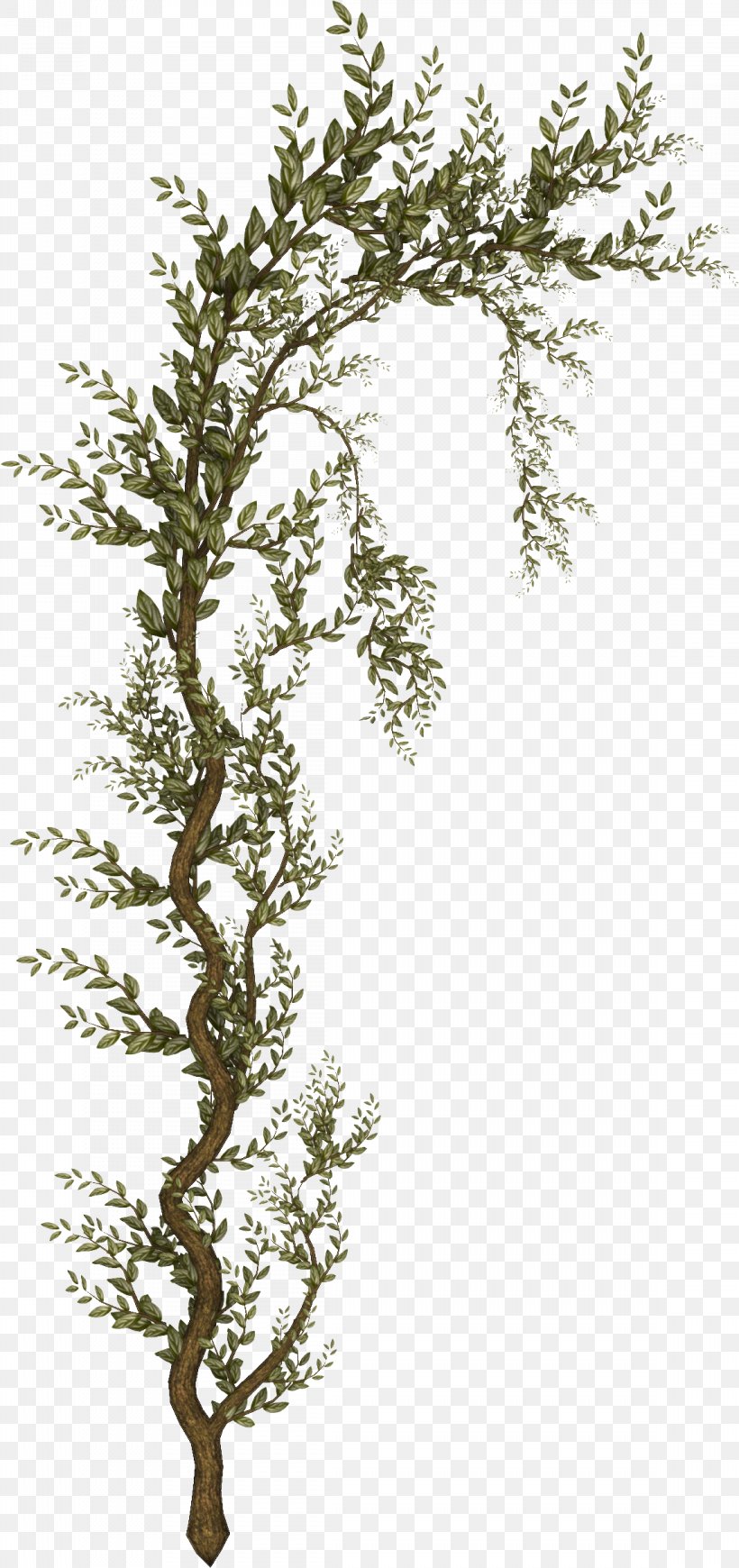 Tree Shrub Raster Graphics Clip Art, PNG, 1148x2436px, Tree, Branch, Cypress Family, Liana, Pine Family Download Free