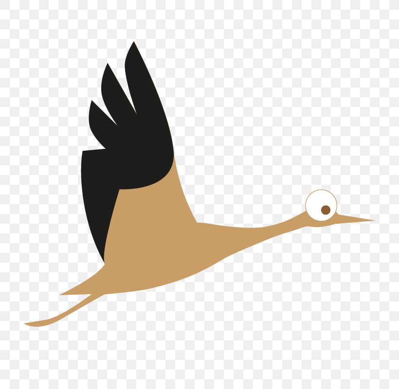 Water Bird Goose Cygnini Duck, PNG, 800x800px, Bird, Adult, Beak, Child, Cygnini Download Free