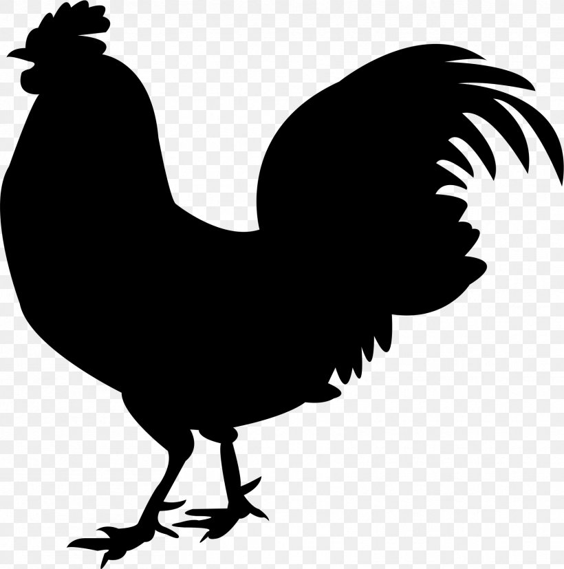 Chicken Meat Silkie Rooster, PNG, 1718x1734px, Chicken Meat, Beak, Bird, Black And White, Chicken Download Free