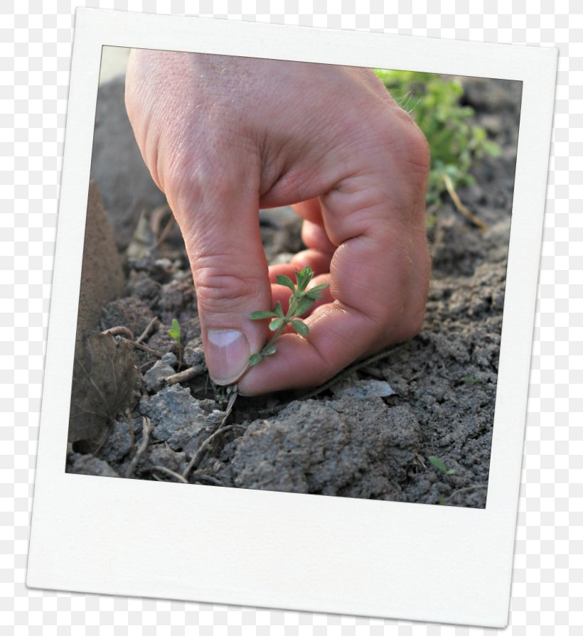 Finger Soil, PNG, 768x895px, Finger, Foot, Grass, Hand, Plant Download Free