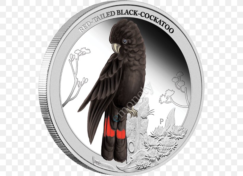 Perth Mint Bird Red-tailed Black Cockatoo Budgerigar Yellow-tailed Black Cockatoo, PNG, 561x596px, Perth Mint, Australia, Beak, Bird, Budgerigar Download Free