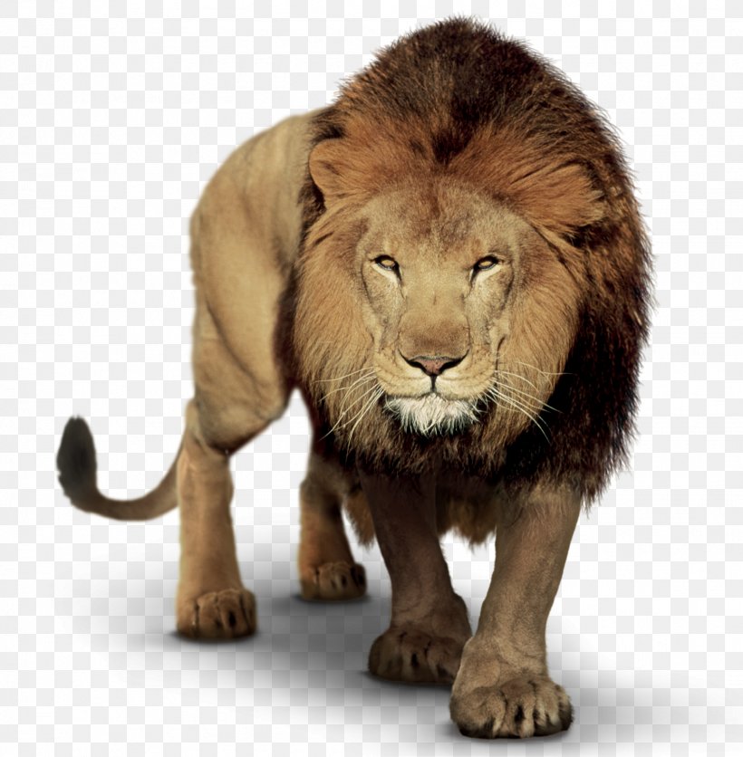 Lion Clip Art Image PicsArt Photo Studio, PNG, 1623x1656px, Lion, Animal, Big Cats, Carnivoran, Cat Like Mammal Download Free