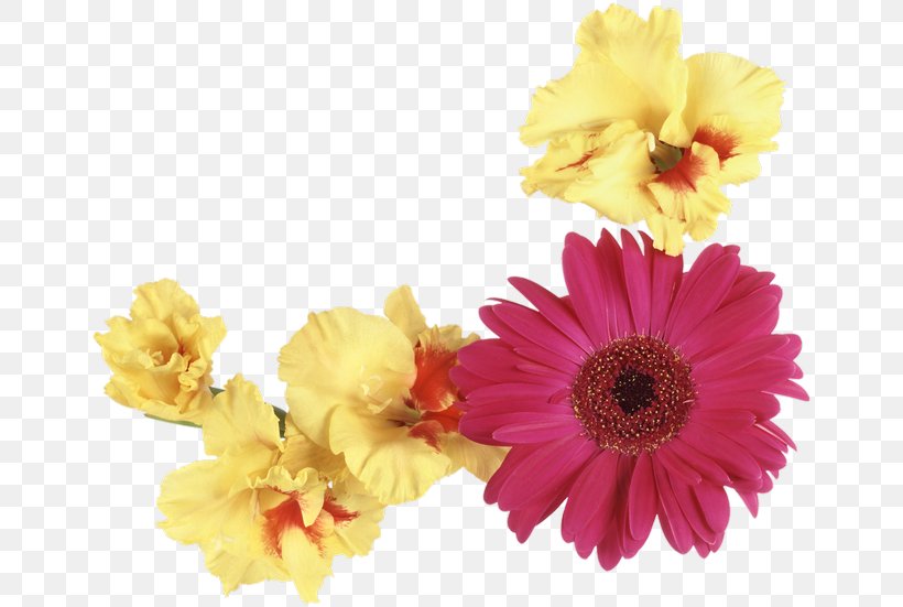 Transvaal Daisy Floral Design Cut Flowers Flower Bouquet, PNG, 656x551px, Transvaal Daisy, Chrysanthemum, Chrysanths, Common Sunflower, Cut Flowers Download Free