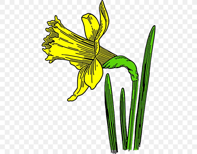 Clip Art Vector Graphics Cartoon Daffodil Image, PNG, 474x640px, Cartoon, Animation, Art, Artwork, Black And White Download Free