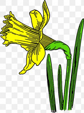 Cartoon Daffodil - Here you can explore hq daffodil cartoon transparent ...